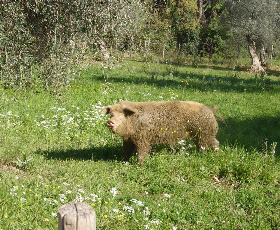 Campospillo Magliano in Toscana Exterior foto