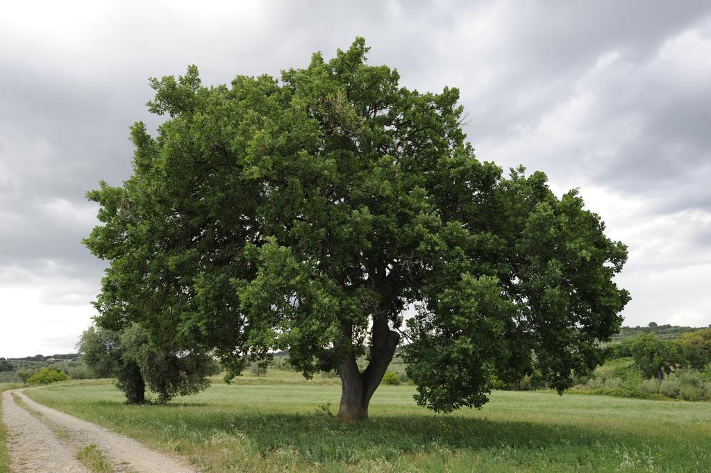 Campospillo Magliano in Toscana Exterior foto